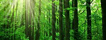Zelený les Obraz zs10109